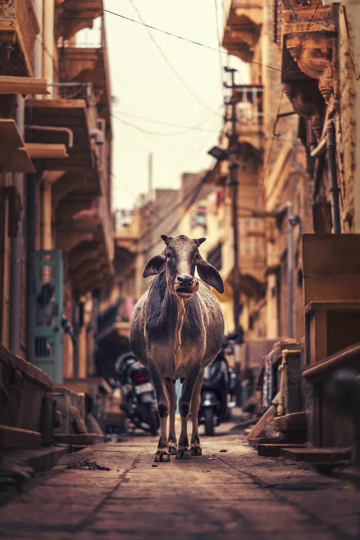 A Photograph Of A Cow