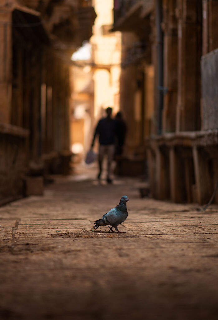 A Photograph Of A Pigeon