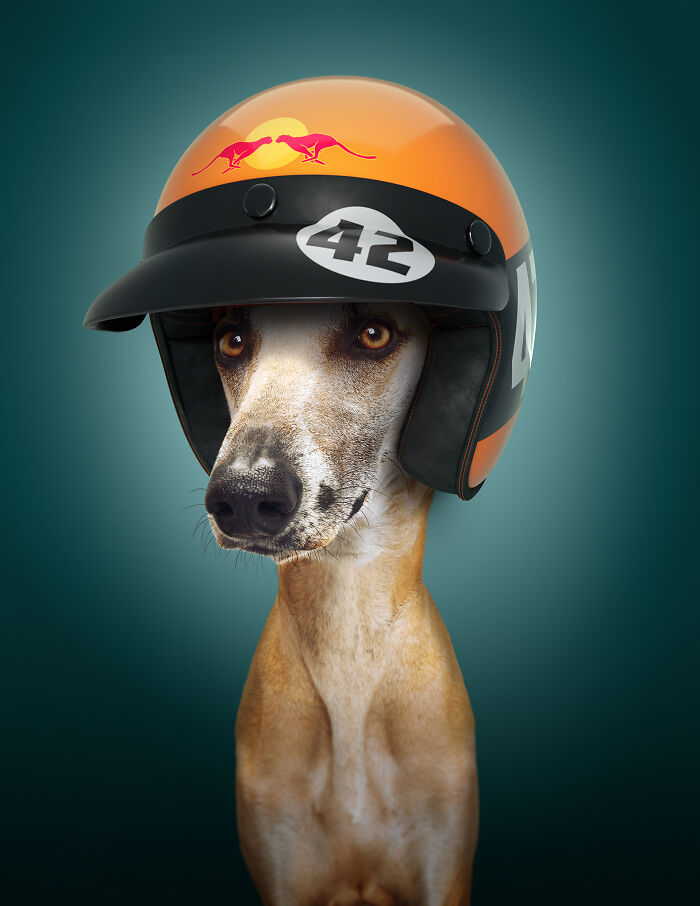 A photograph of a dog with a helmet