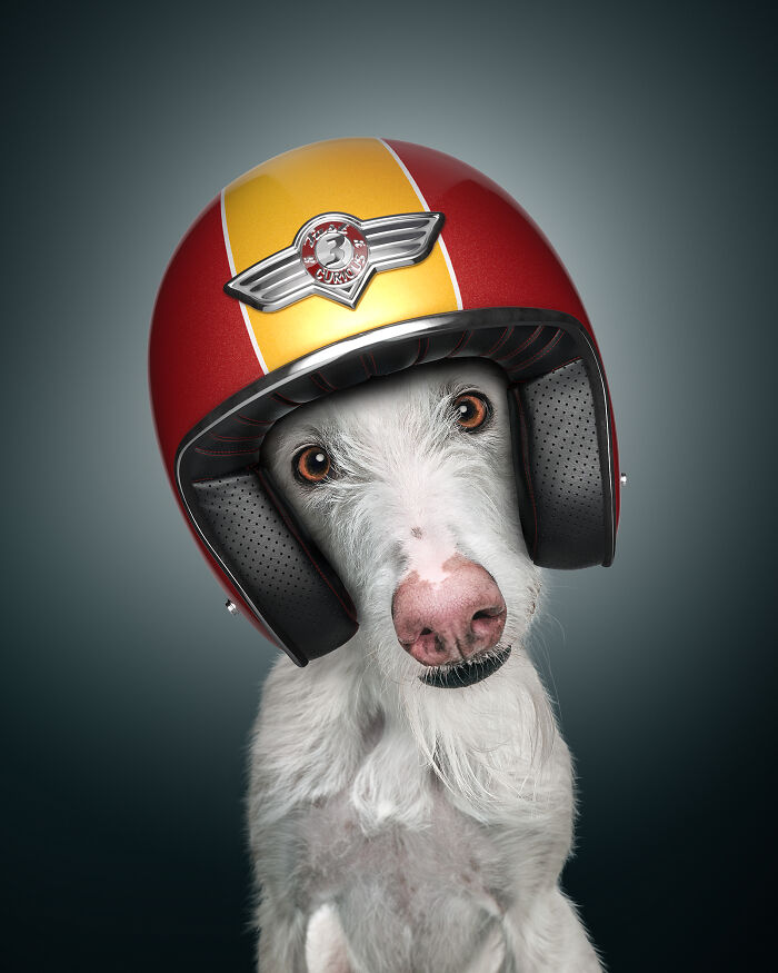 A photograph of a dog with a helmet