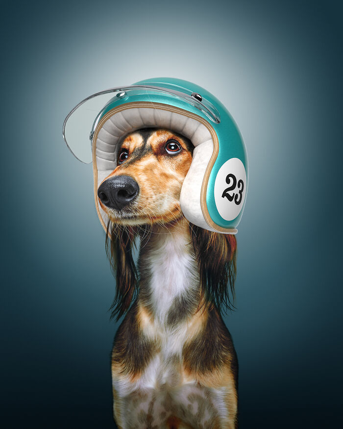 A photograph of a dog with a helmet