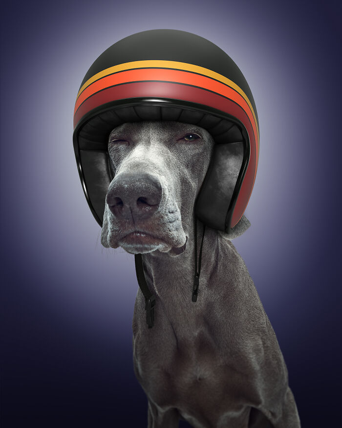 A photograph of a dog with a helmet