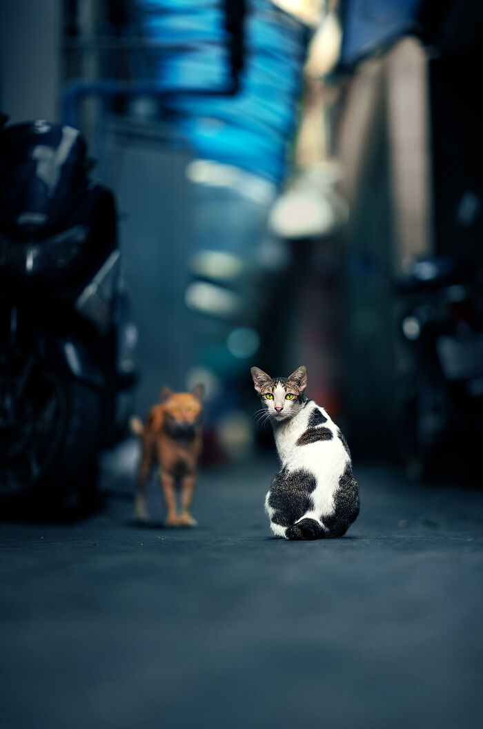 A Photograph Of Cats