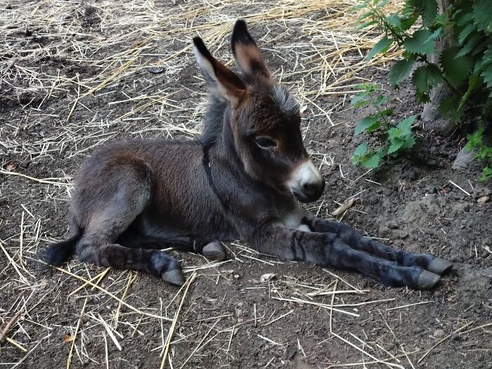 My Latest Little Boy, With Stripes On His Legs (Not Had Those Before)