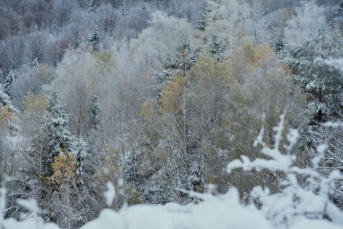 I Captured Frosty Autumn