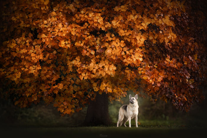Lizzie The Shepherd Mix Admiring The Peak Of Autumn