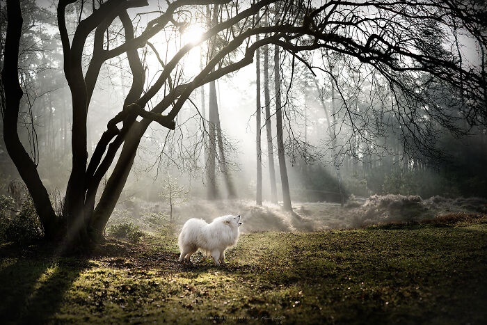 Zelda The Samoyed Singing To The Winter Sun