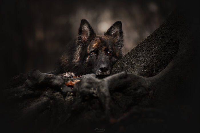 Chef The Old German Shepherd Find The Perfect Spot To Blend Into The Forest