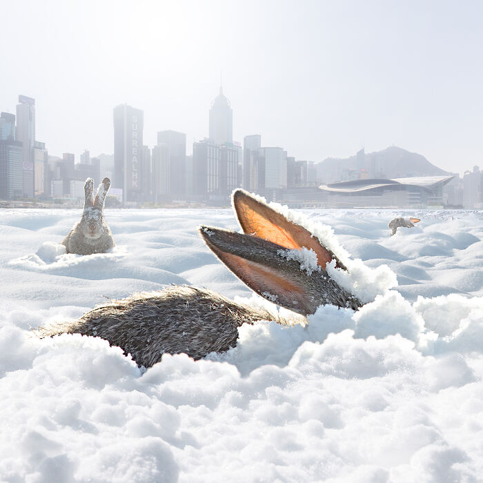 Digital Artist Shows What Hong Kong Would Be Like If Giant Animals Invaded It (34 Pics)