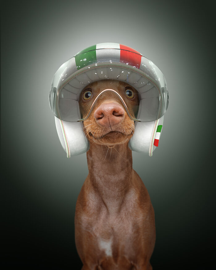 A photograph of a dog with a helmet