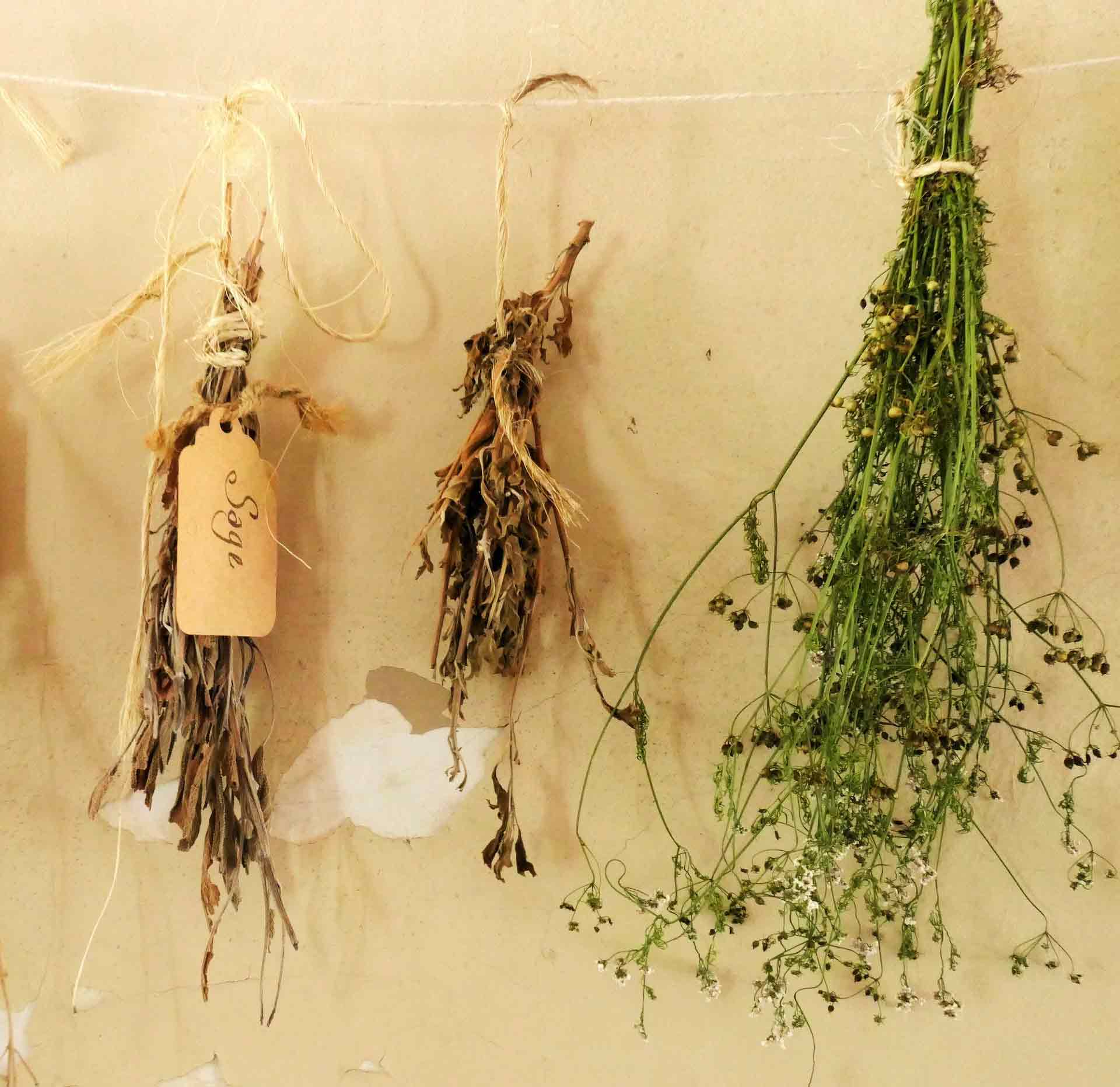 Three bouquets of herbs hanging on a string and drying Three bouquets of herbs hanging on a string and drying