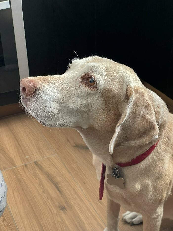 To Cope With His Grief, Man Creates A World Where He Can Keep Visiting His Pooch Who Passed Away