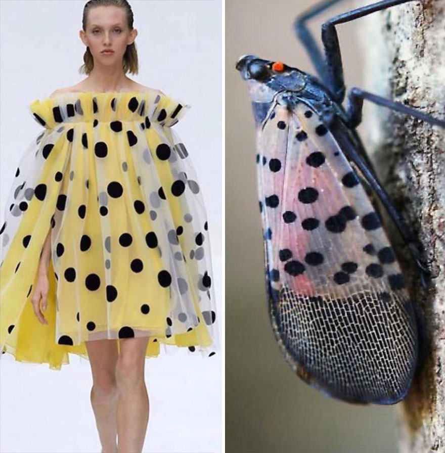 Fashion Often Draws Inspiration From Nature And This Instagram Account Proves It (28 New Pics )