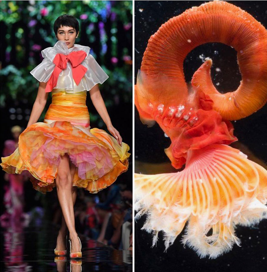 Fashion Often Draws Inspiration From Nature And This Instagram Account Proves It (28 New Pics )
