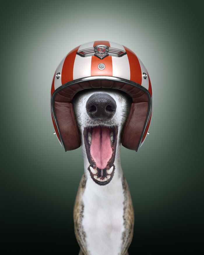 A photograph of a dog with a helmet