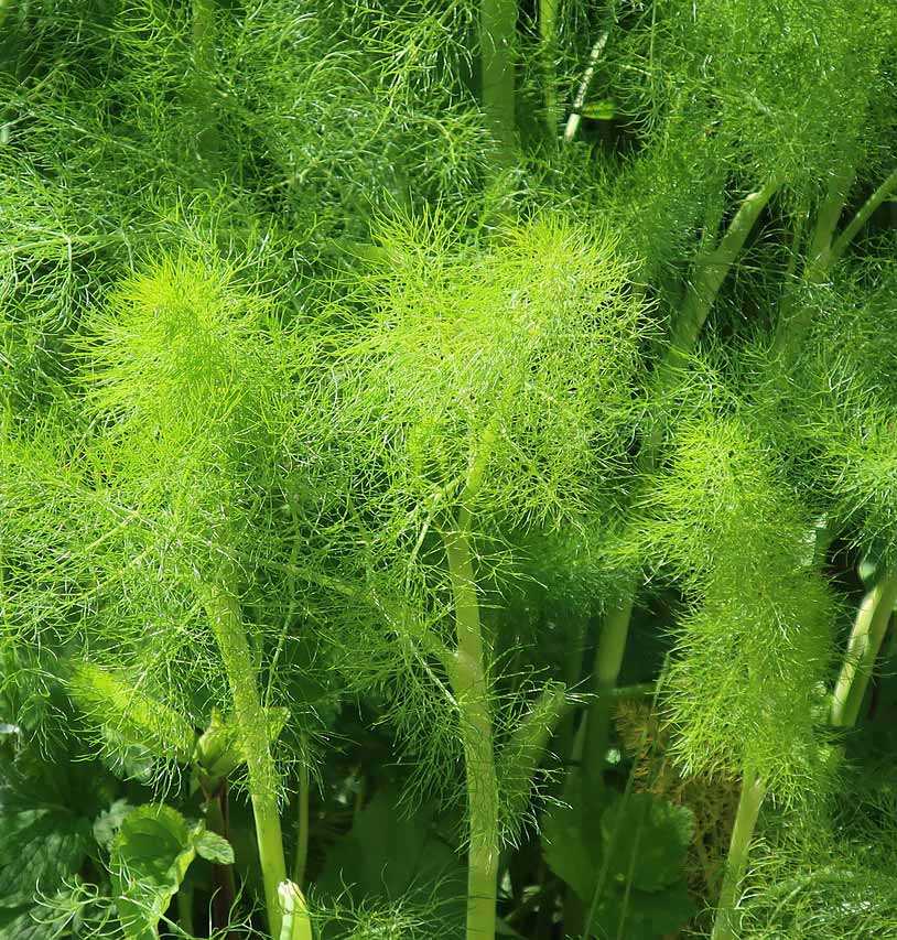 Fresh fennel (Foeniculum vulgare) Fresh fennel (Foeniculum vulgare)