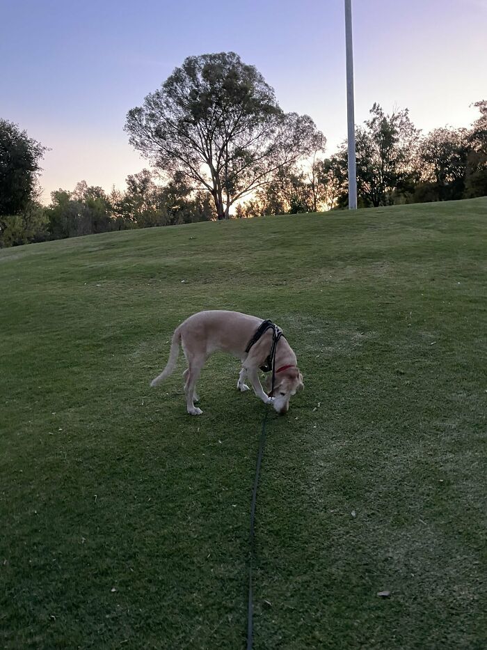 To Cope With His Grief, Man Creates A World Where He Can Keep Visiting His Pooch Who Passed Away