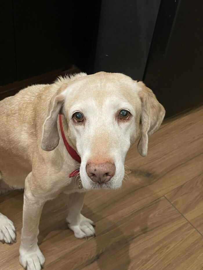 To Cope With His Grief, Man Creates A World Where He Can Keep Visiting His Pooch Who Passed Away