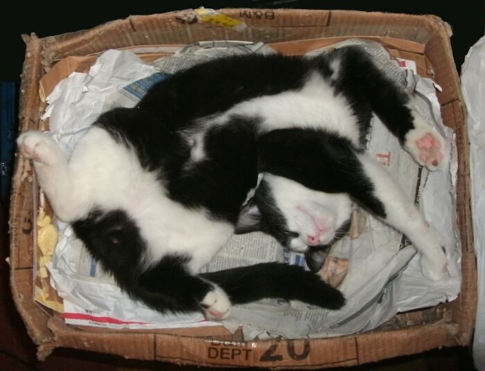 I Love How Charlie Completely Abandons Himself To Sleep (& Yes, He Does Have A Nice Cat Bed - He Chooses This Ratty Box!)
