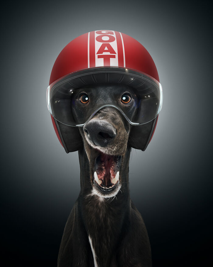A photograph of a dog with a helmet