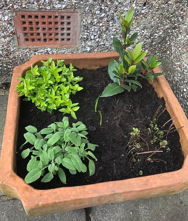 Herb bed with three plants Herb bed with three plants