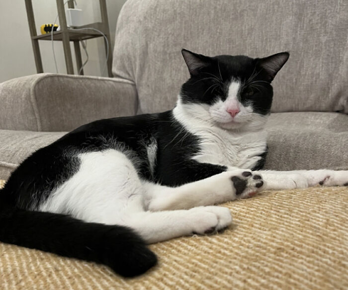 This Is My Boy Mauser. We Found Him At A Park And Decided To Adopt Him. We Posted On Social Media To See If He Was Lost And No One Responded