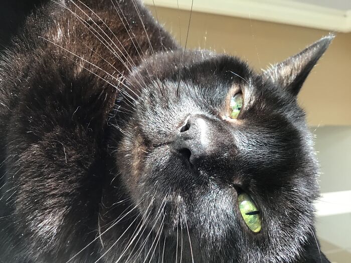 I Don't Have A Cat Yet So.. Here's Wily From ✨the Internet✨. Such A Old Gramp! He Turns 20 Soon!