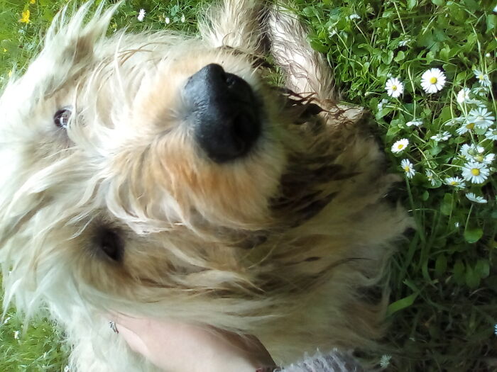 My Dog. His Name Is Loki :)