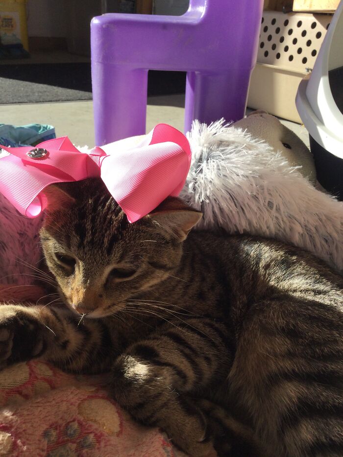 Sleepy Cats But Still Fire