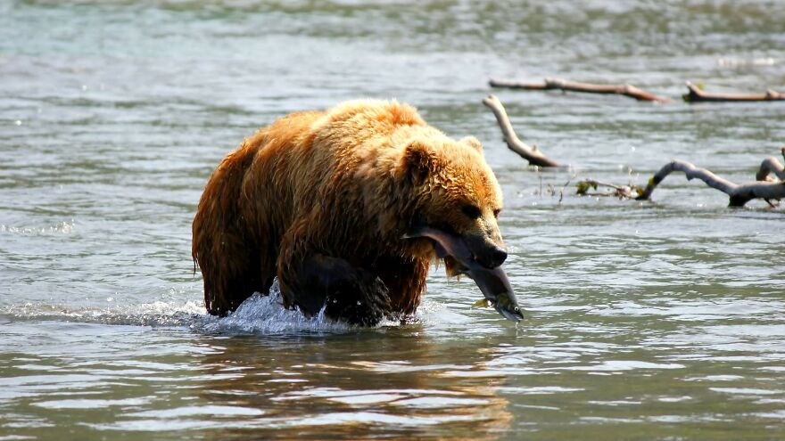 I Spent 5 Days Among Bears At The Edge Of The World