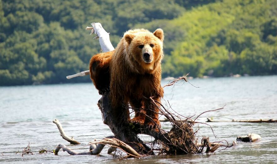 I Spent 5 Days Among Bears At The Edge Of The World