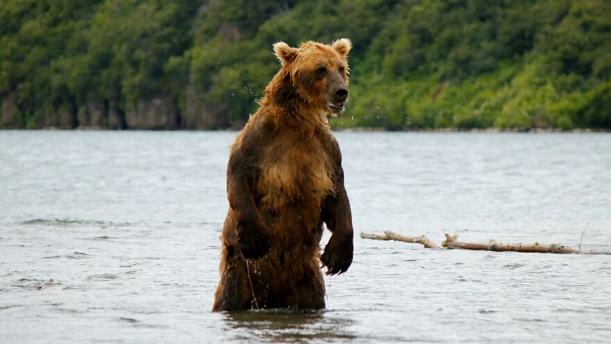 I Spent 5 Days Among Bears At The Edge Of The World