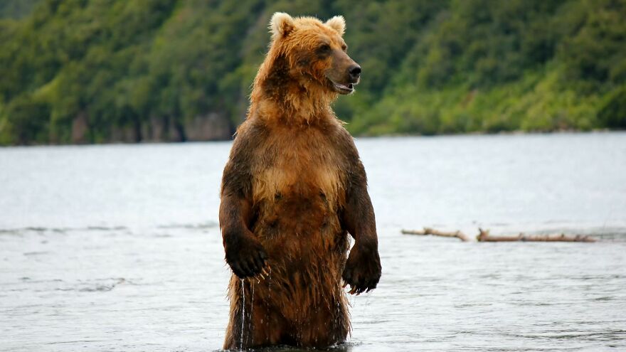 I Spent 5 Days Among Bears At The Edge Of The World