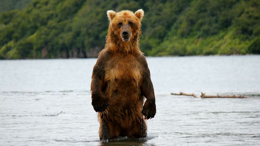 I Spent 5 Days Among Bears At The Edge Of The World