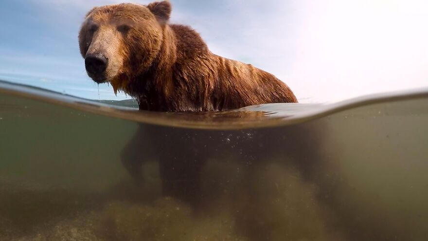 I Spent 5 Days Among Bears At The Edge Of The World