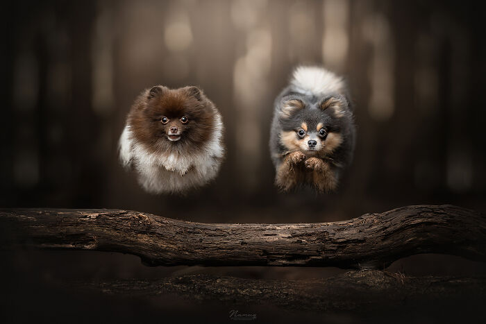 The Only Thing Better Than Running Through The Forest Is Doing It Together. Prince And Caption Loved Jumping Over Logs Together