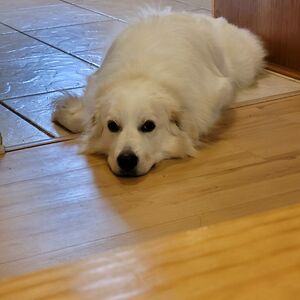 arihaanneedsstuff avatar