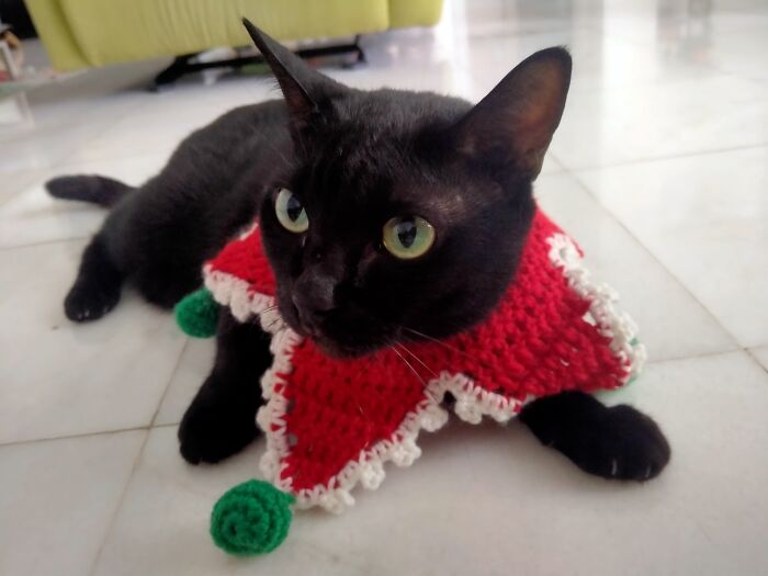 Diesel Tolerating Her Christmas Ruff Long Enough For Her Angry Festive Picture