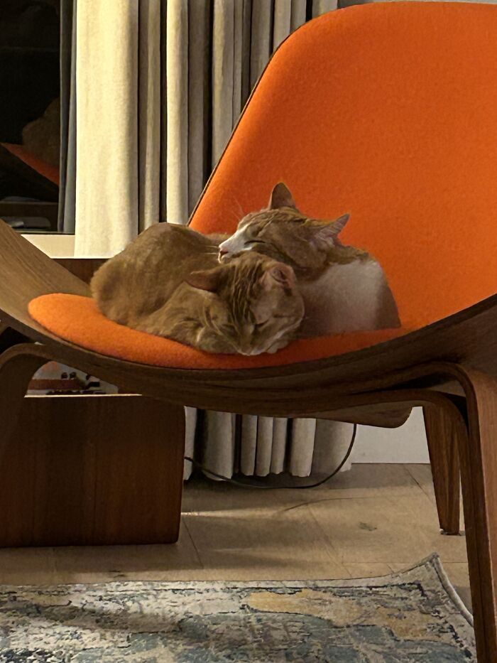 They Were Supervising The Tree Decorating And Keeled Over