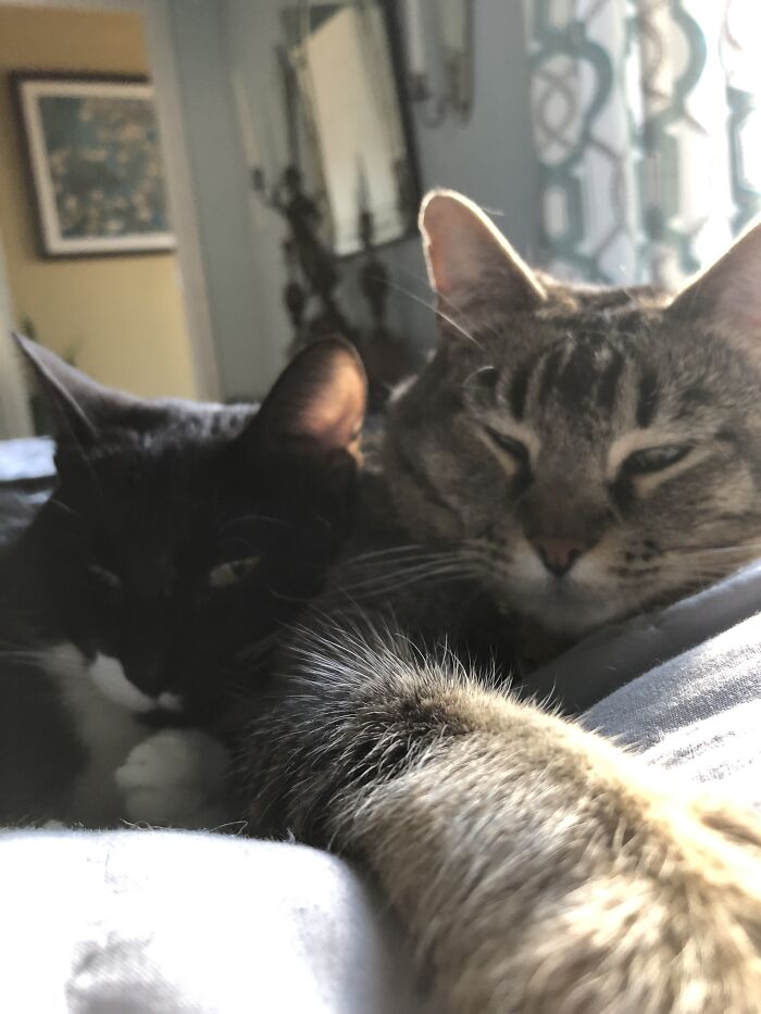 Pizzazz And Claudia Always Like To Go Back To Bed After Breakfast