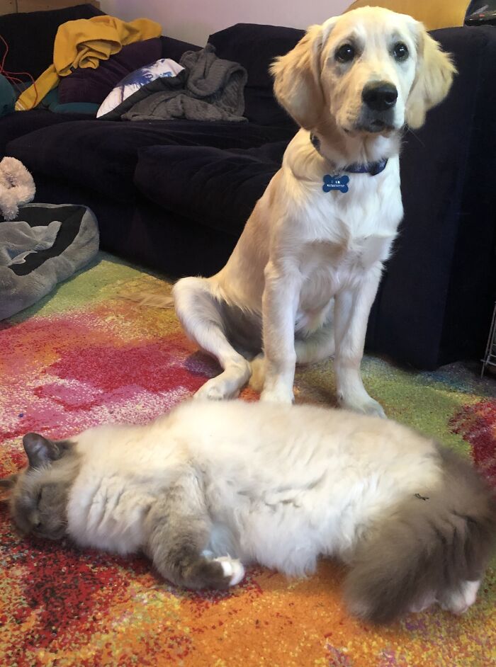 He Is Sleeping, I Promise!