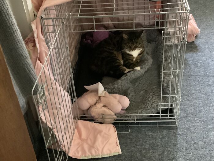 Tabitha Has Claimed The Dog Crate And Lexi Is Now Too Scared To Enter!!!