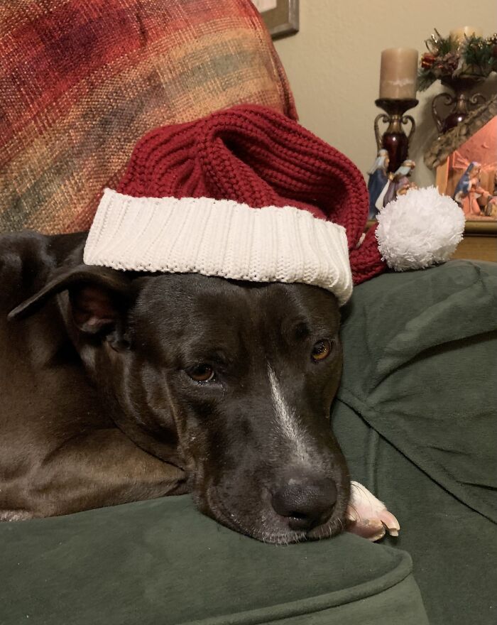 Pupper Claus