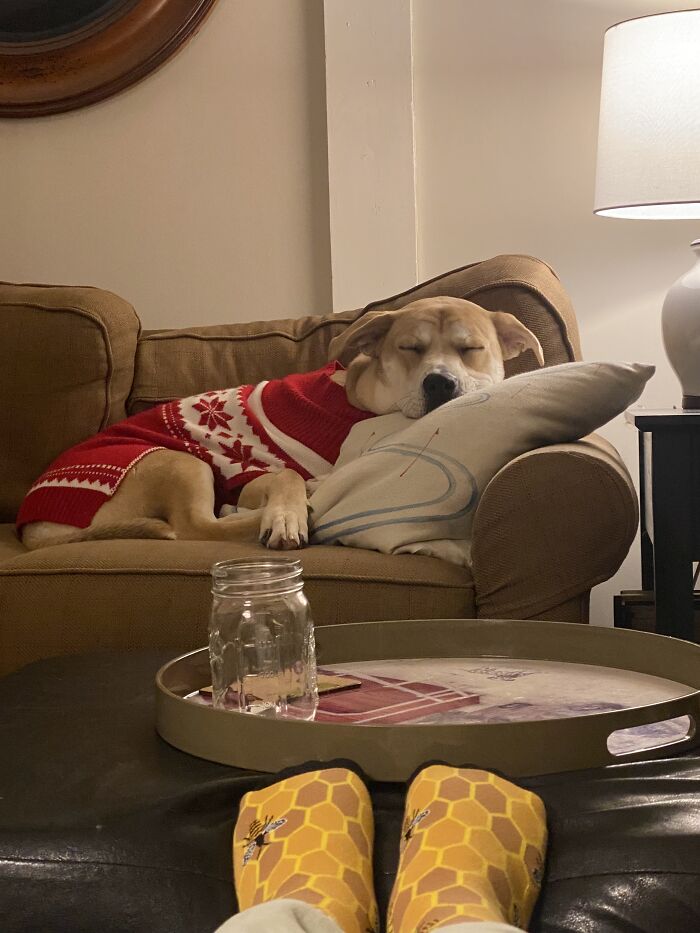 My Puppy, Exhausted After A Day Playing In The Snow