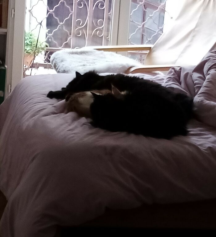 Pepite Protected By Gibbs And Orion