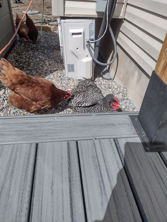 I'm So Happy I Grew Up With Chickens, Here Is My Story I'm So Happy I Grew Up With Chickens, Here Is My Story