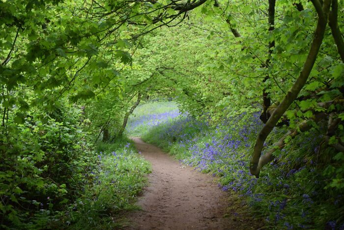 Bluebell Season In England Is The Best Season