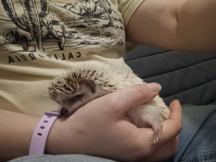 Harley Quill Ready For A Nap