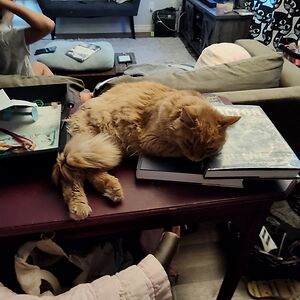 callum-crews2010 avatar