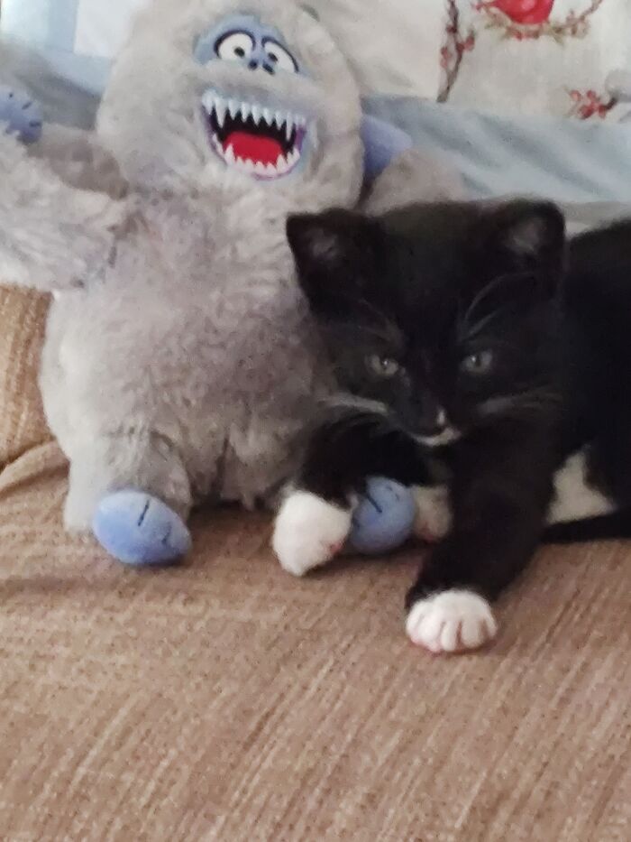 A Rescued Kitten, Jumpin' Jack Flash, Chillin' With Bumble